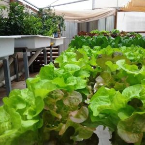 Lewiston aquaponics