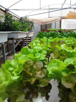 Lewiston aquaponics