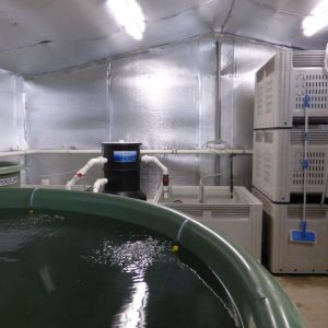 School STEM Aquaponics
