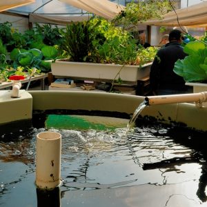 aquaponic produce